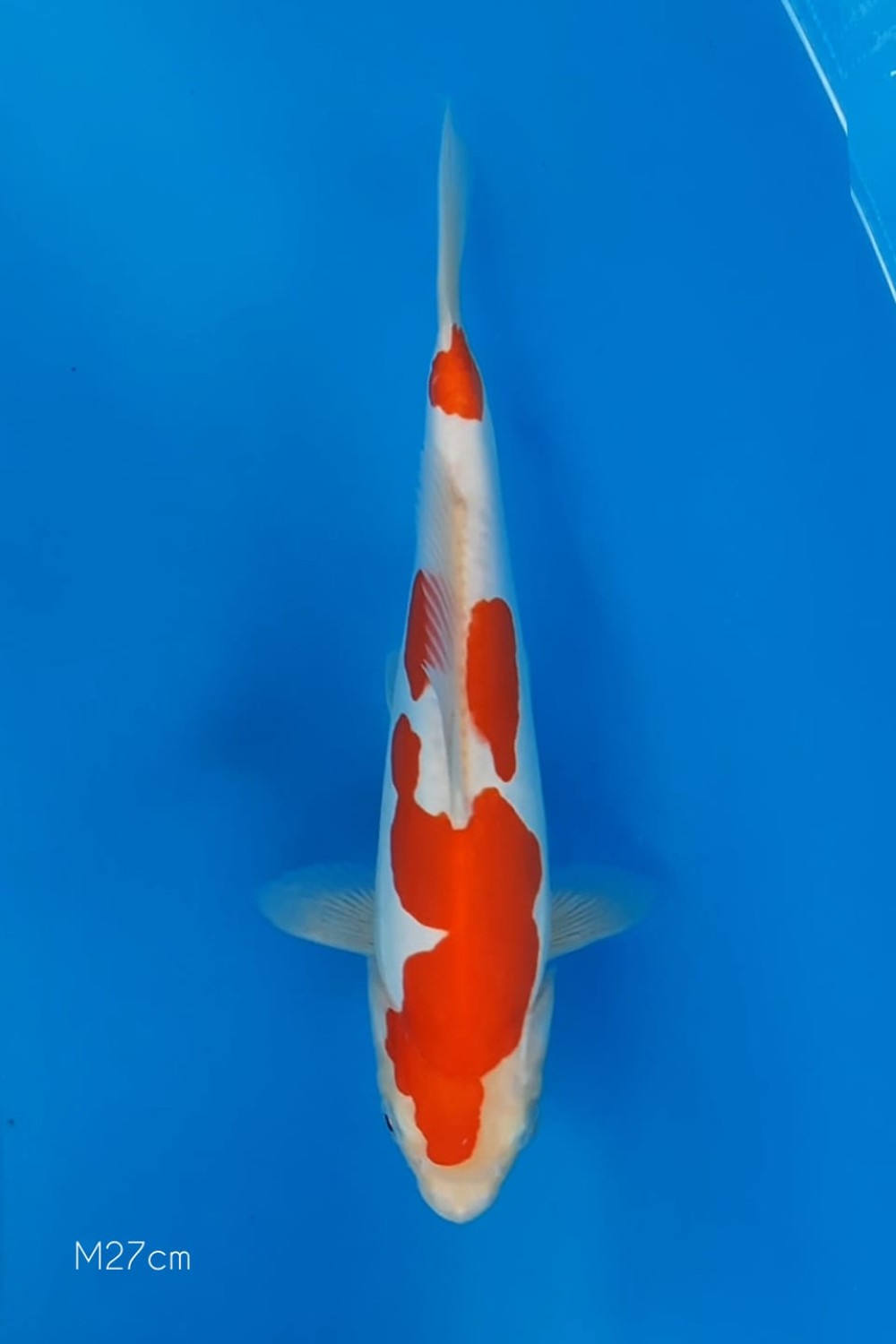 Juara 4