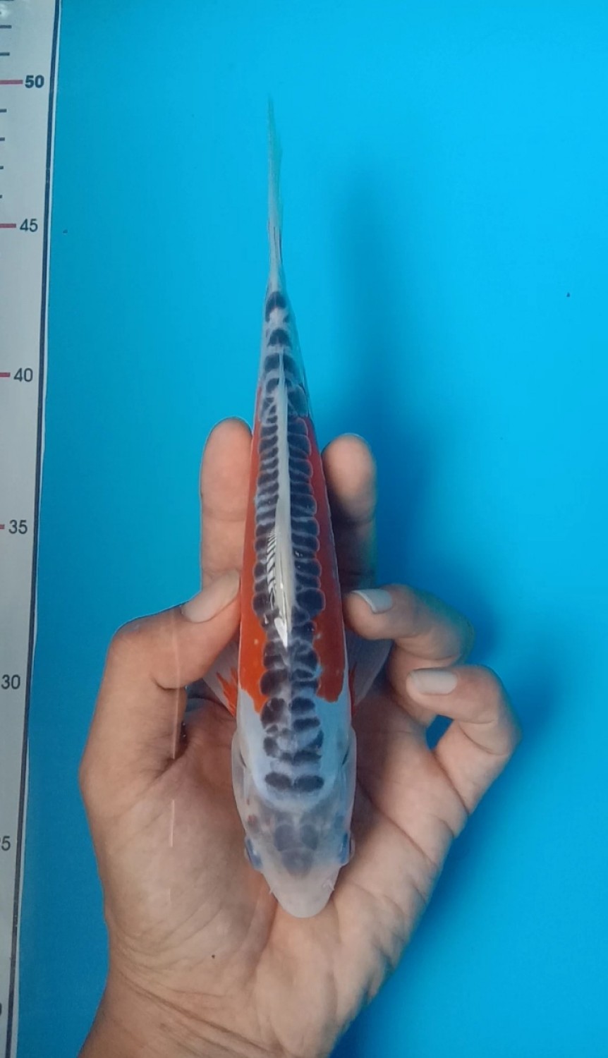 Juara 4