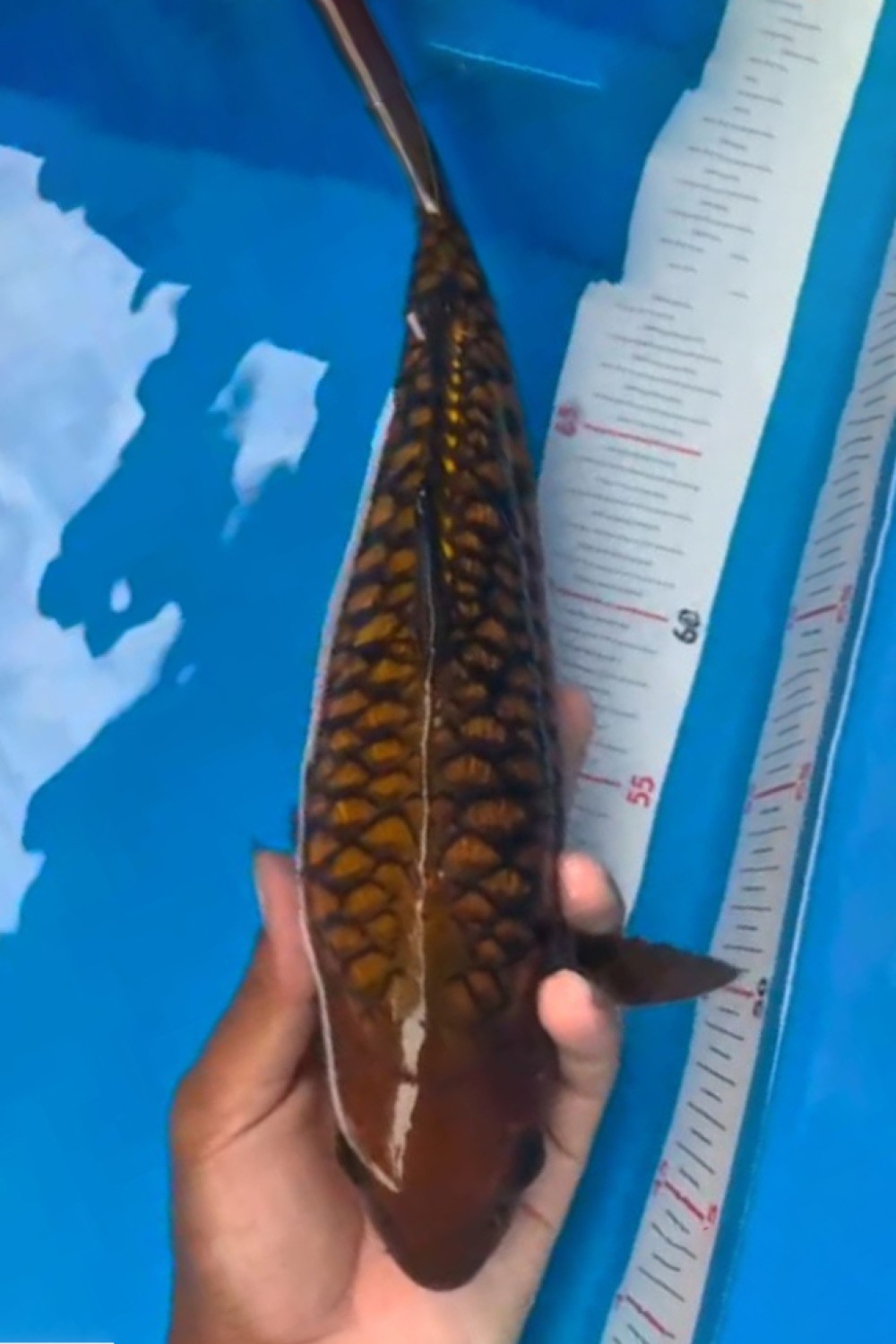 Juara 4