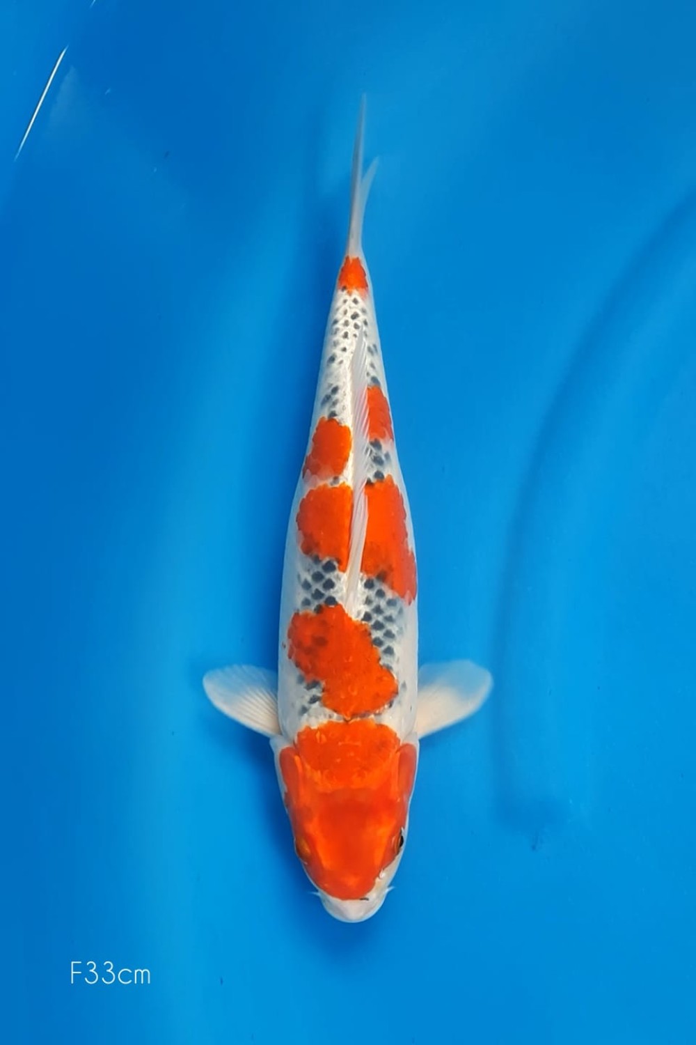 Juara 4