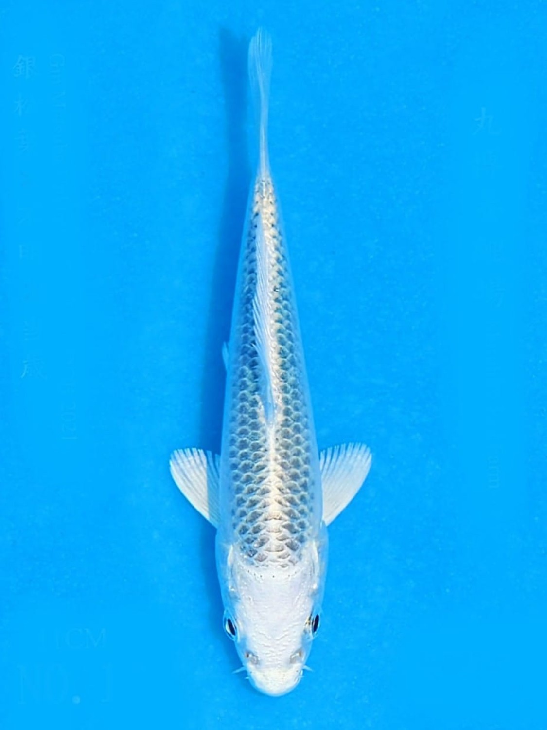 Juara 4