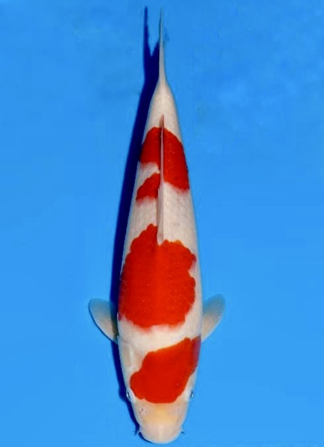 Juara 4