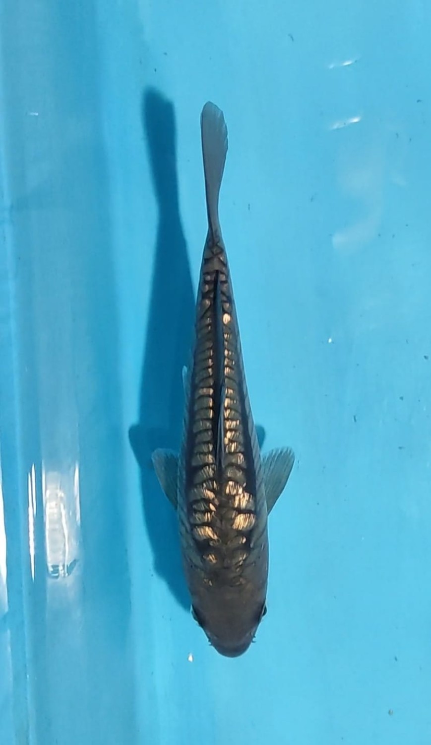 Best In Size F 19 - 21 cm