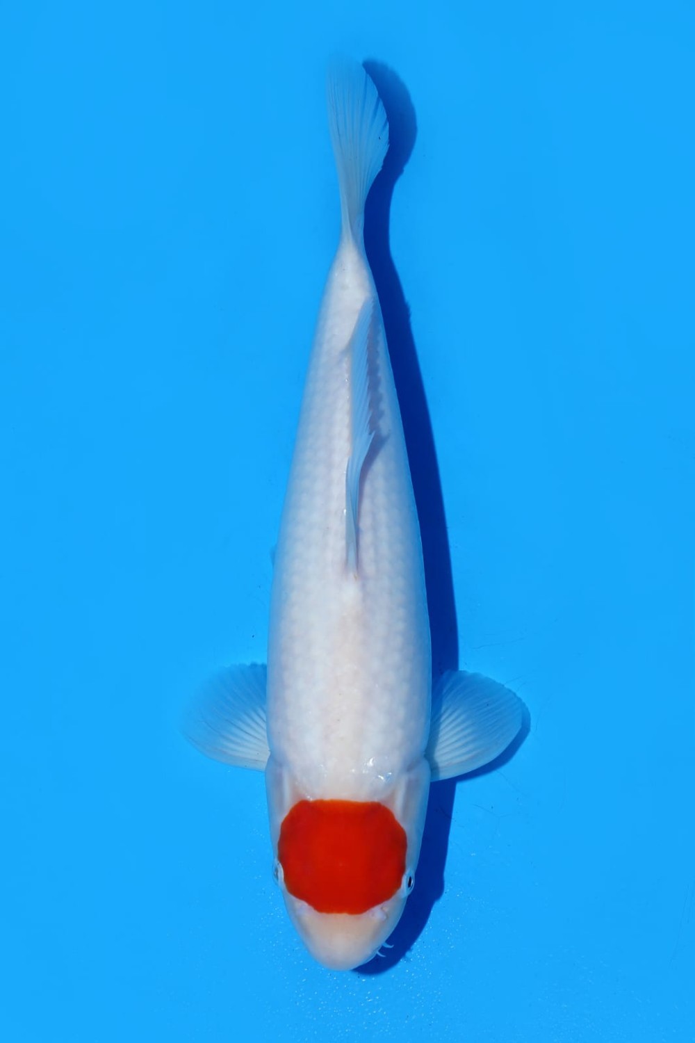 Juara 1