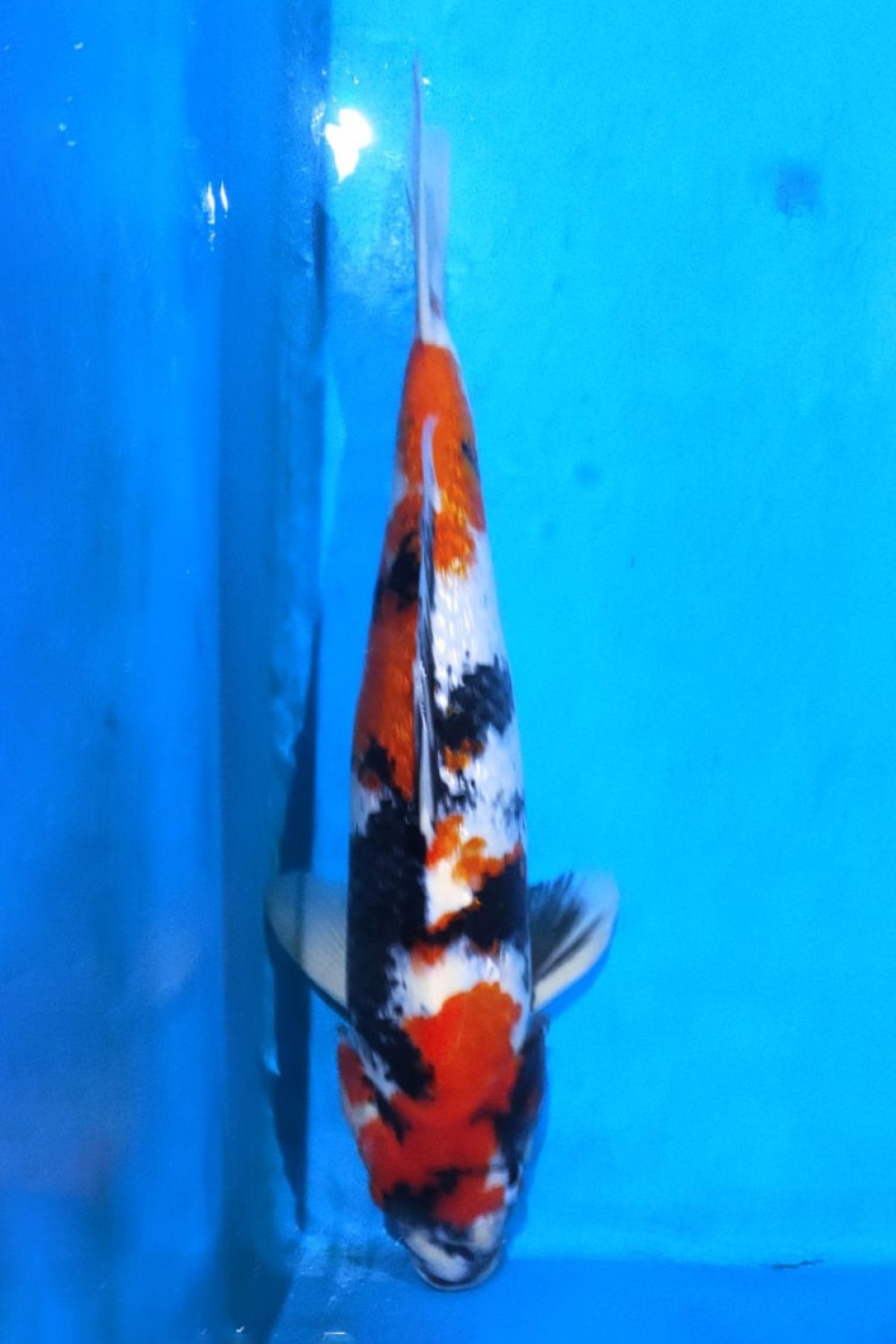 Juara 2