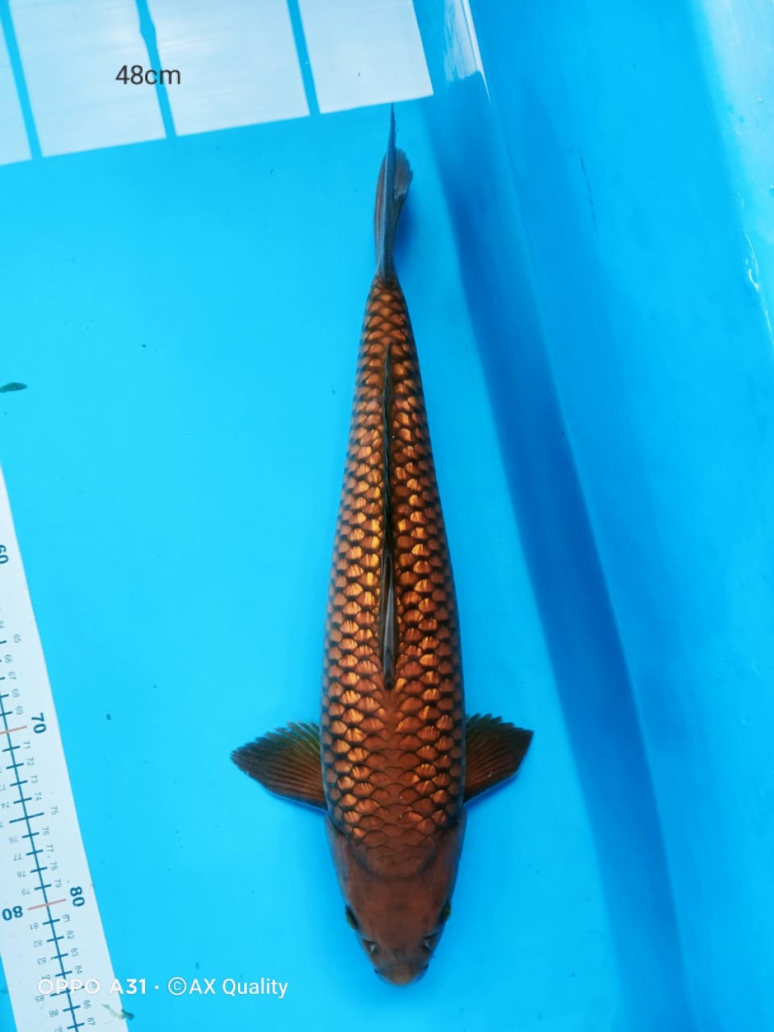 Juara 4