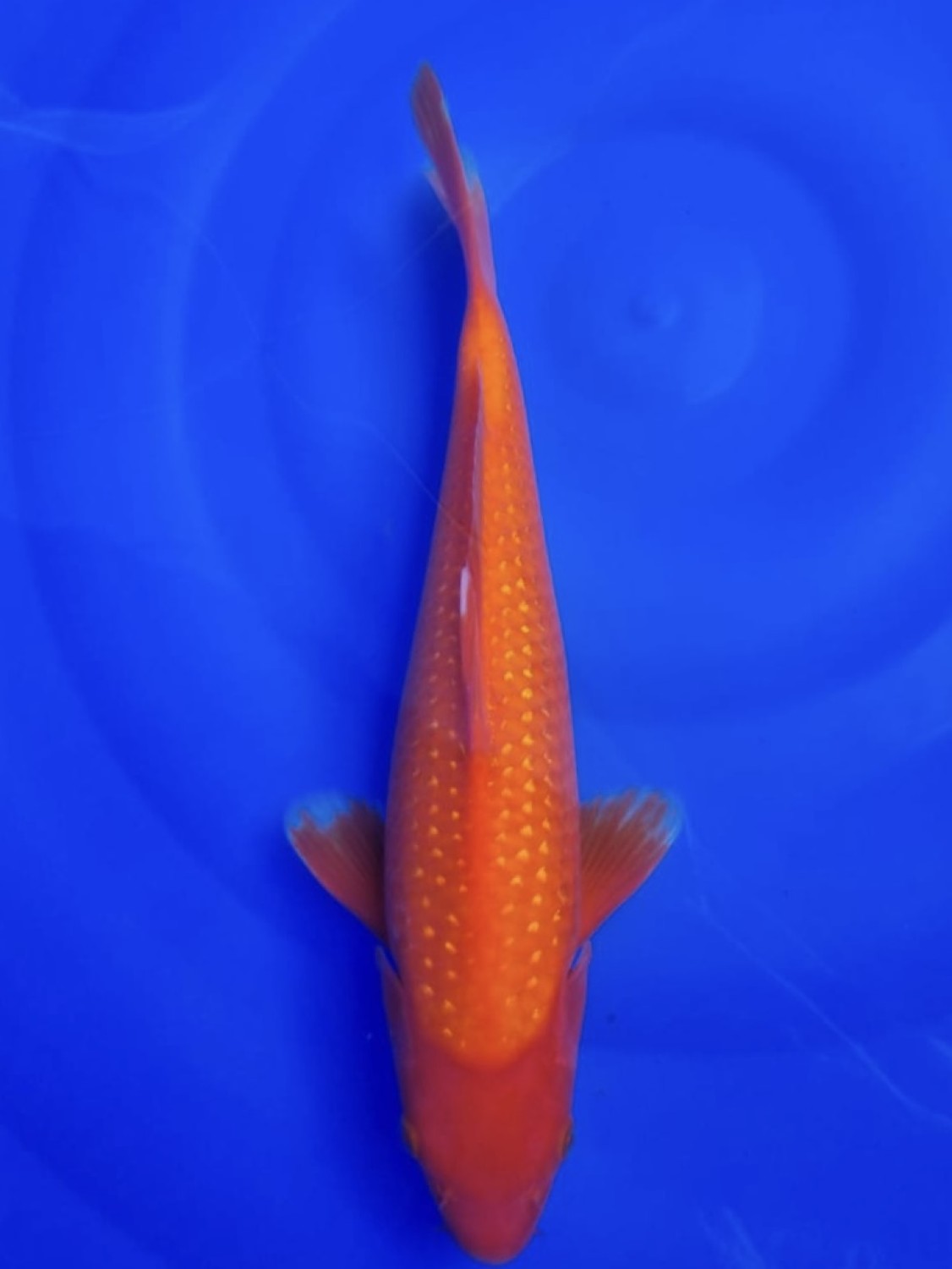 Juara 5