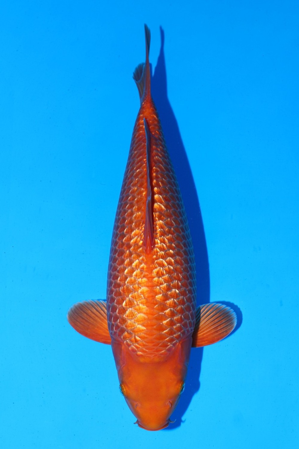 Juara 1