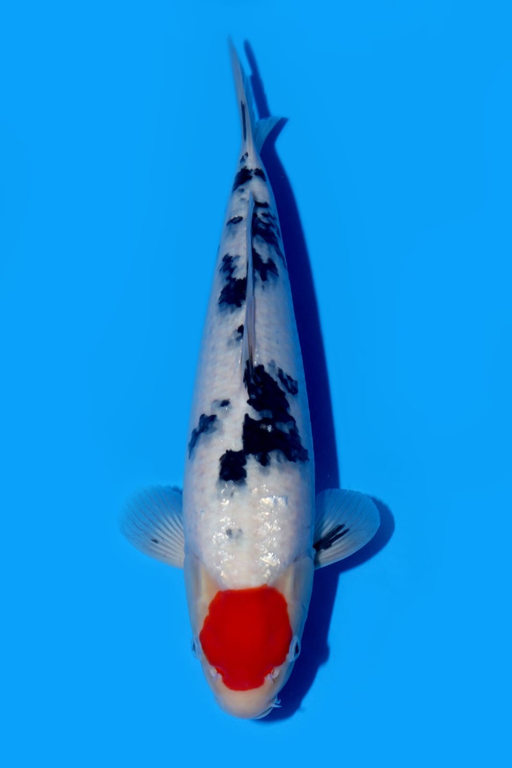 Juara 4