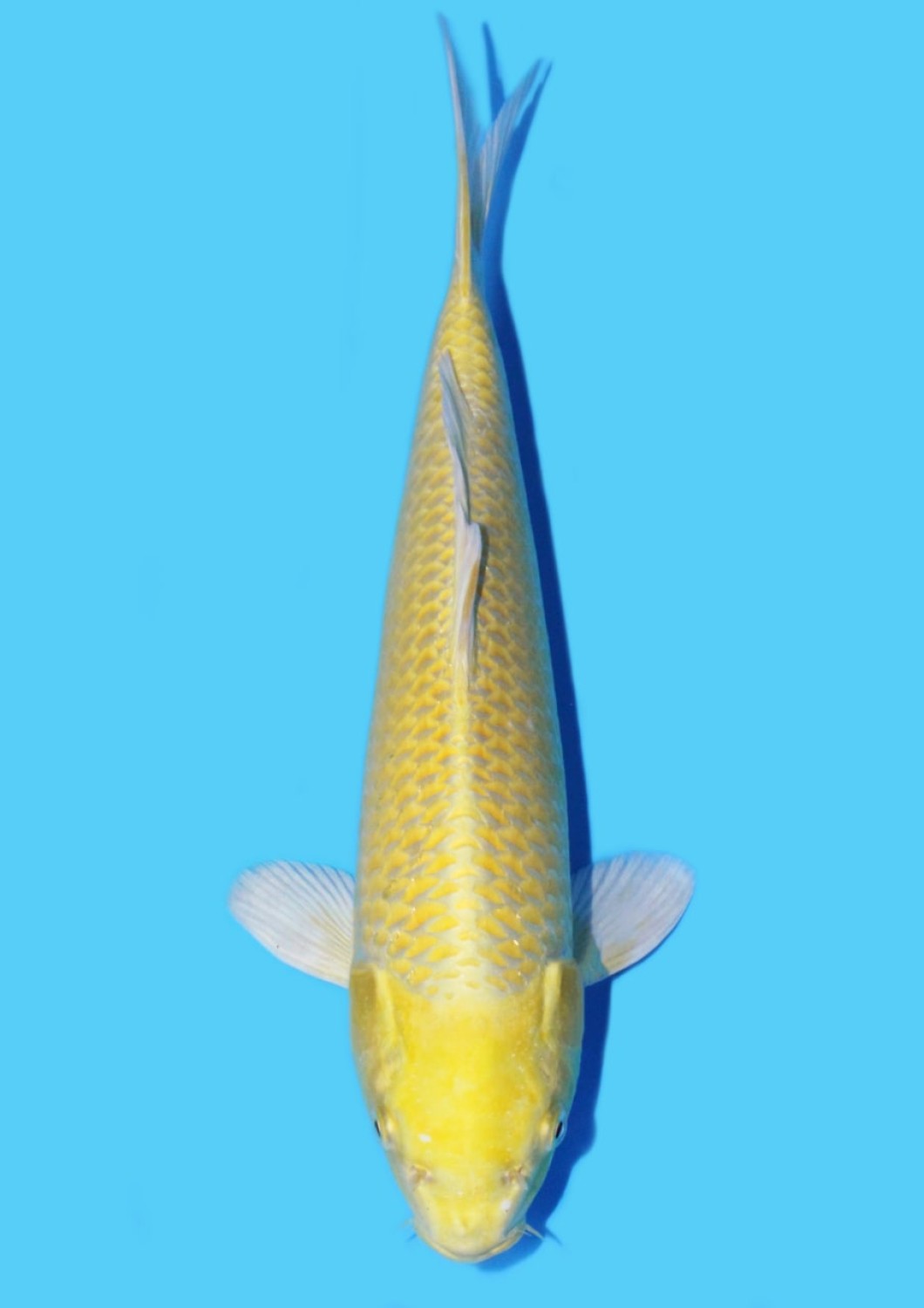Juara 2