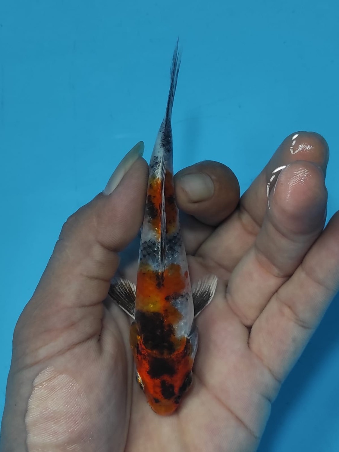 Juara 2