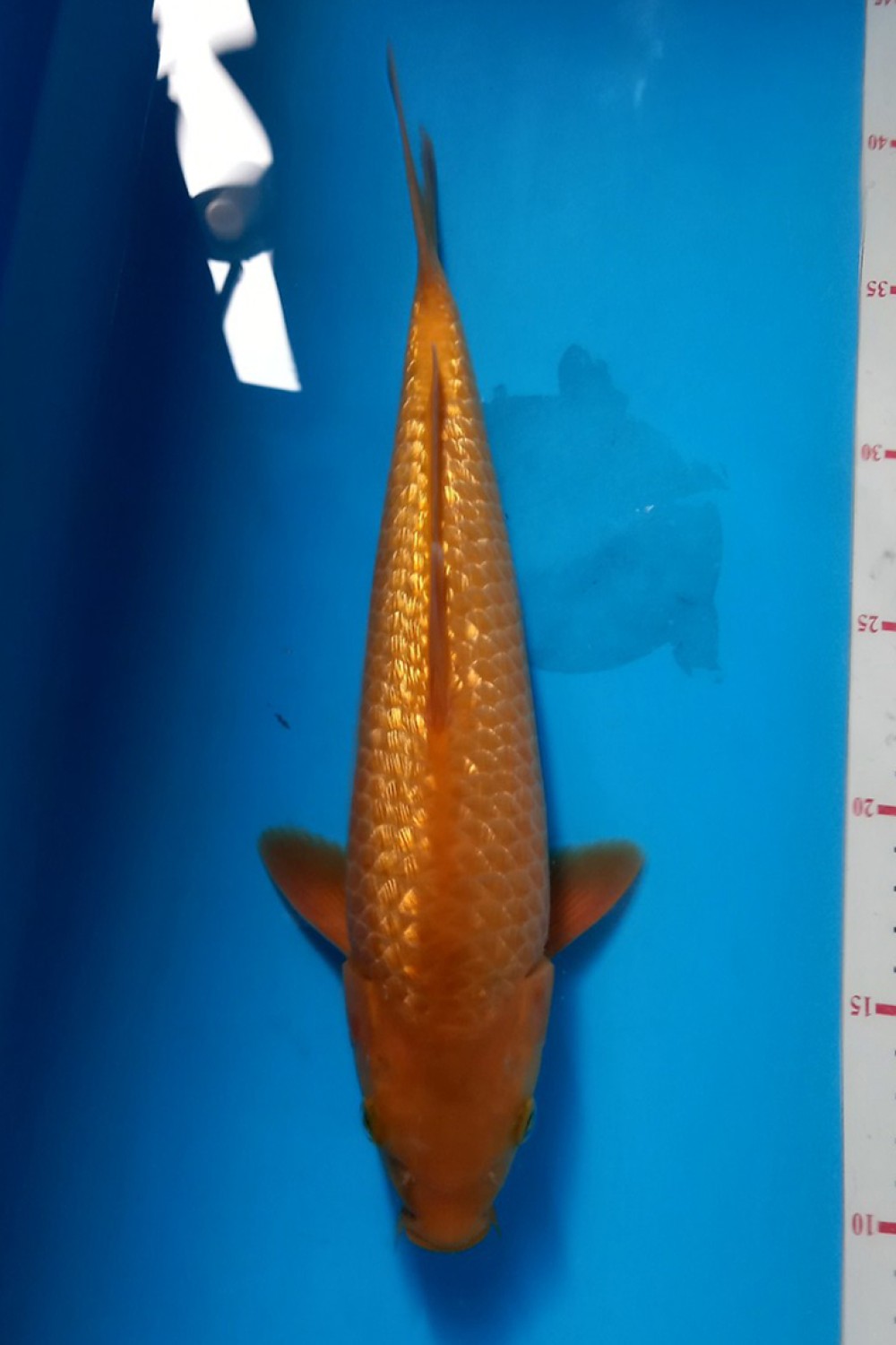 Juara 5