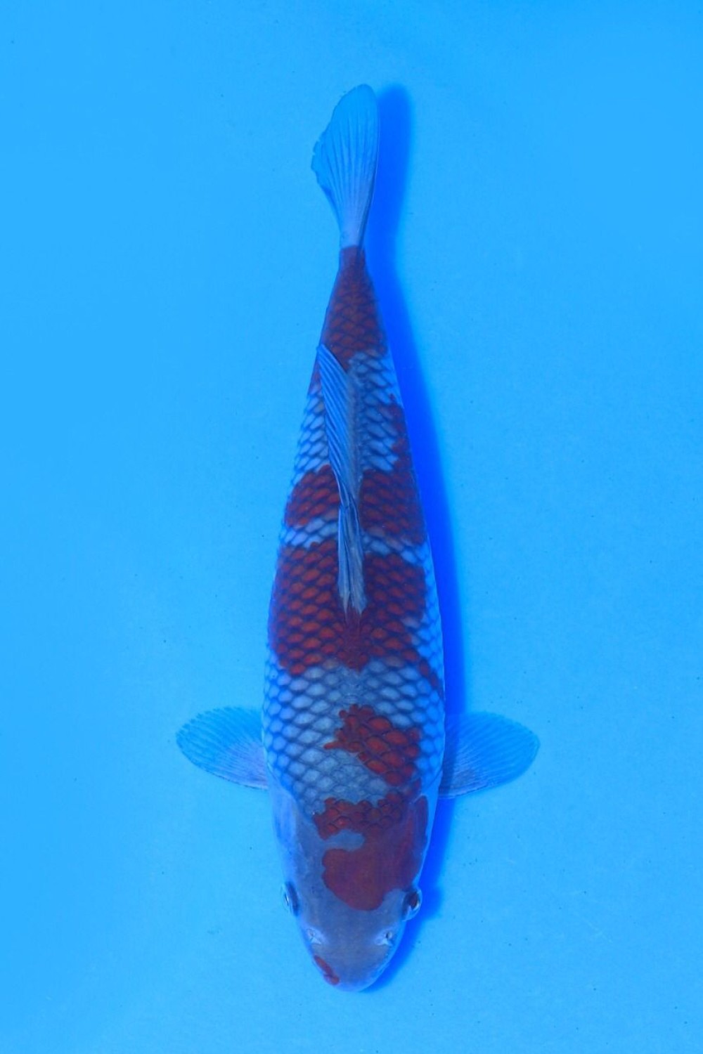 Juara 2