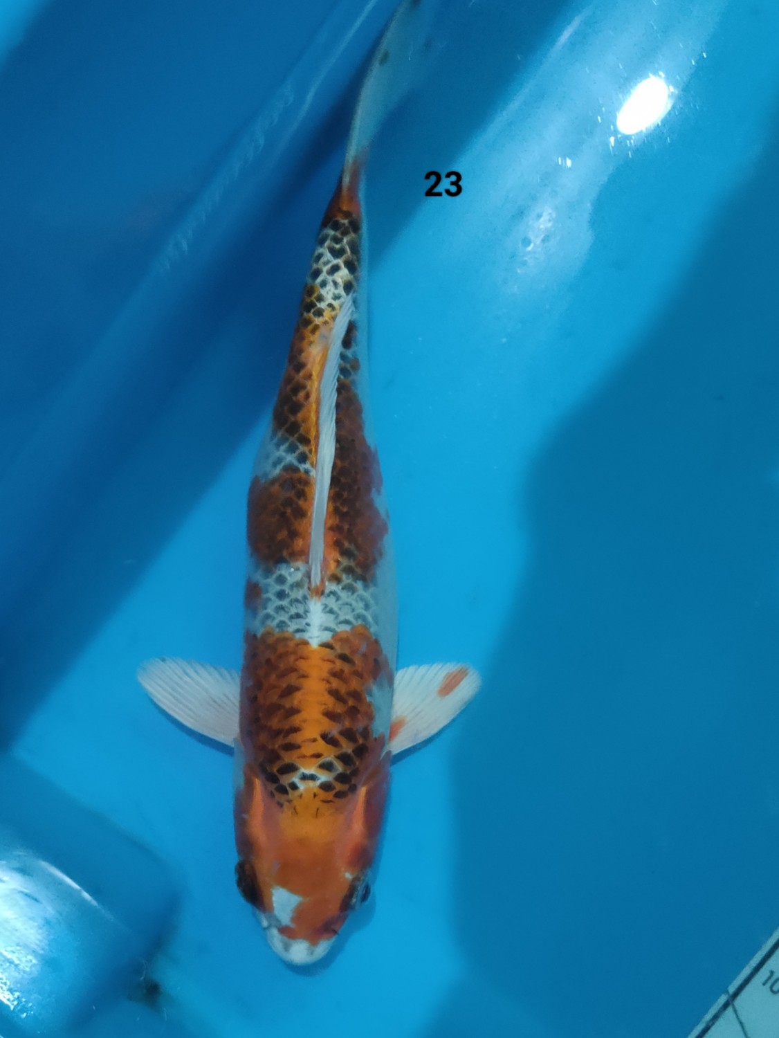 Juara 5
