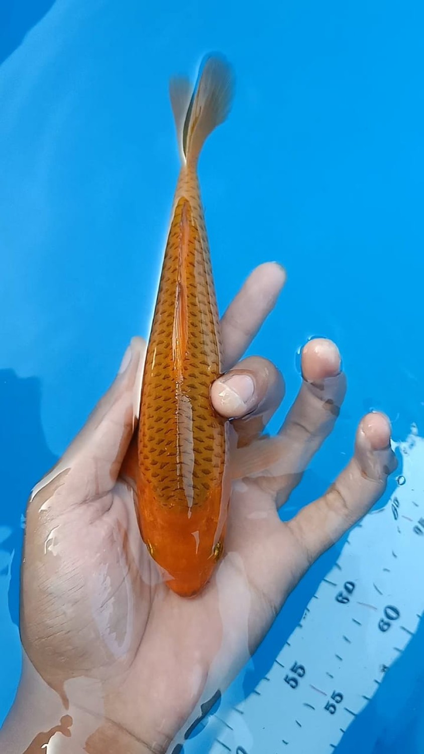 Juara 2