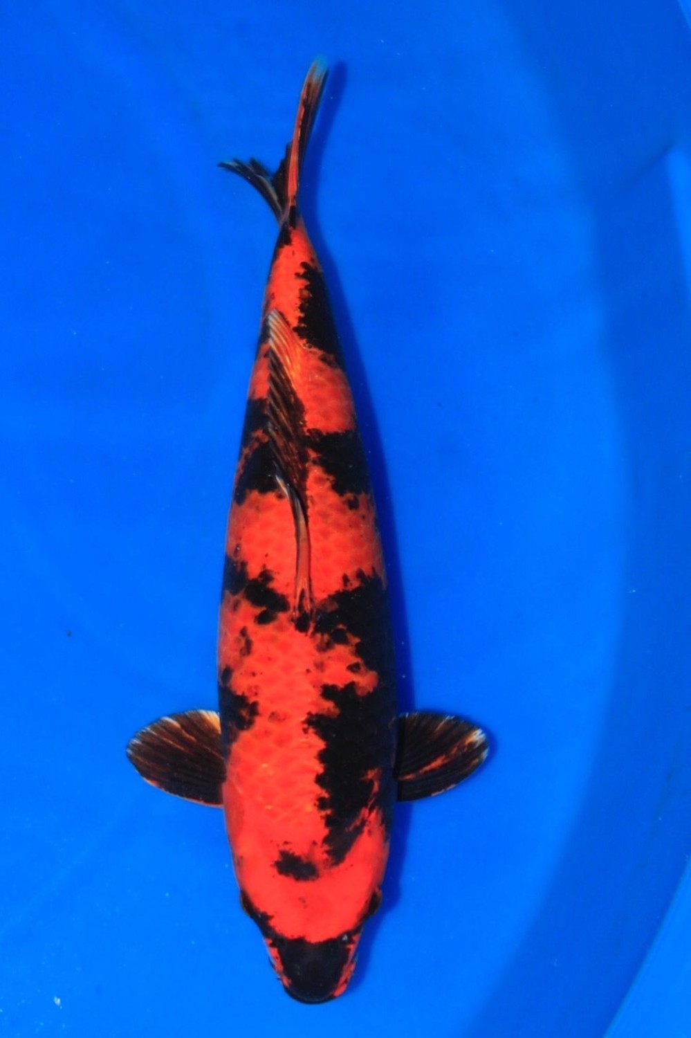 Juara 3