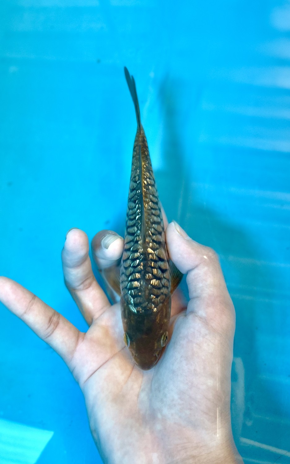 Juara 4