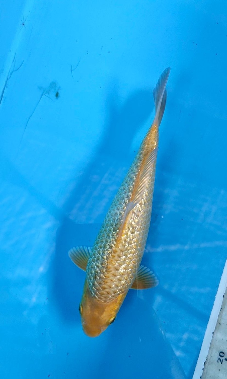 Juara 4