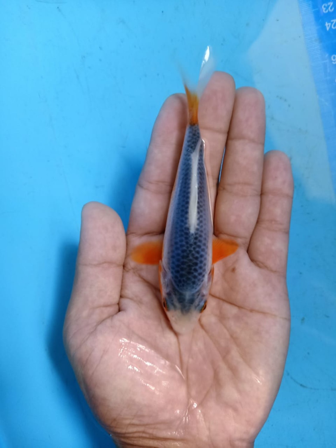 Juara 1