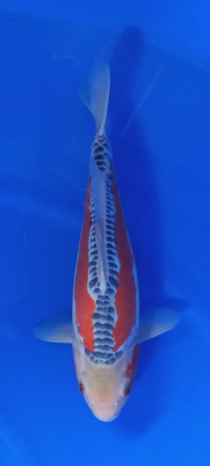 Juara 1