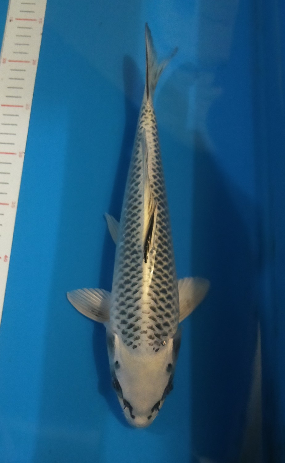 Juara 5