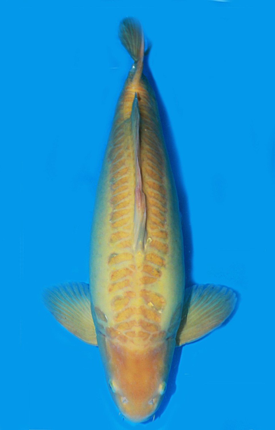 Juara 4