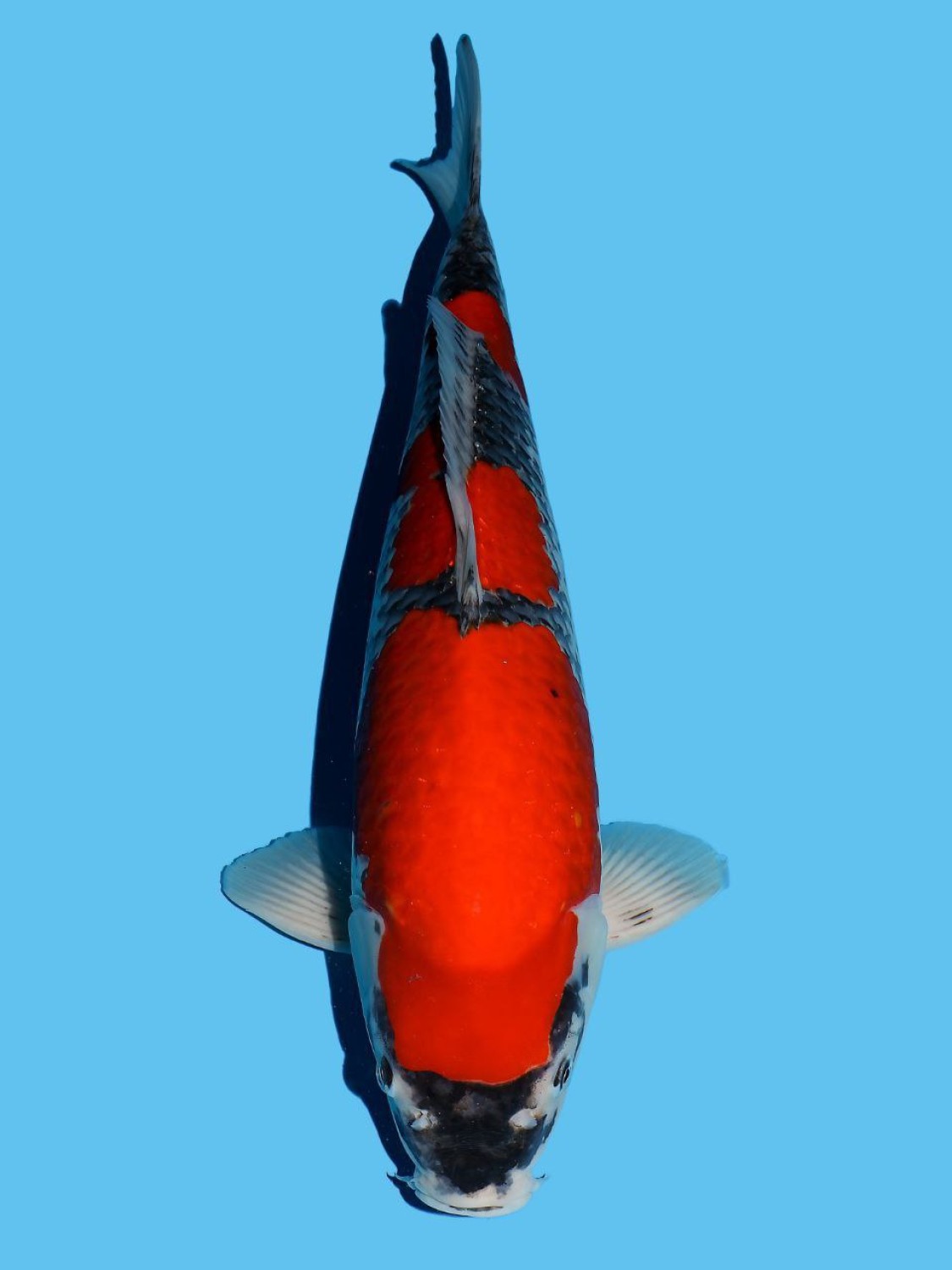 Juara 1