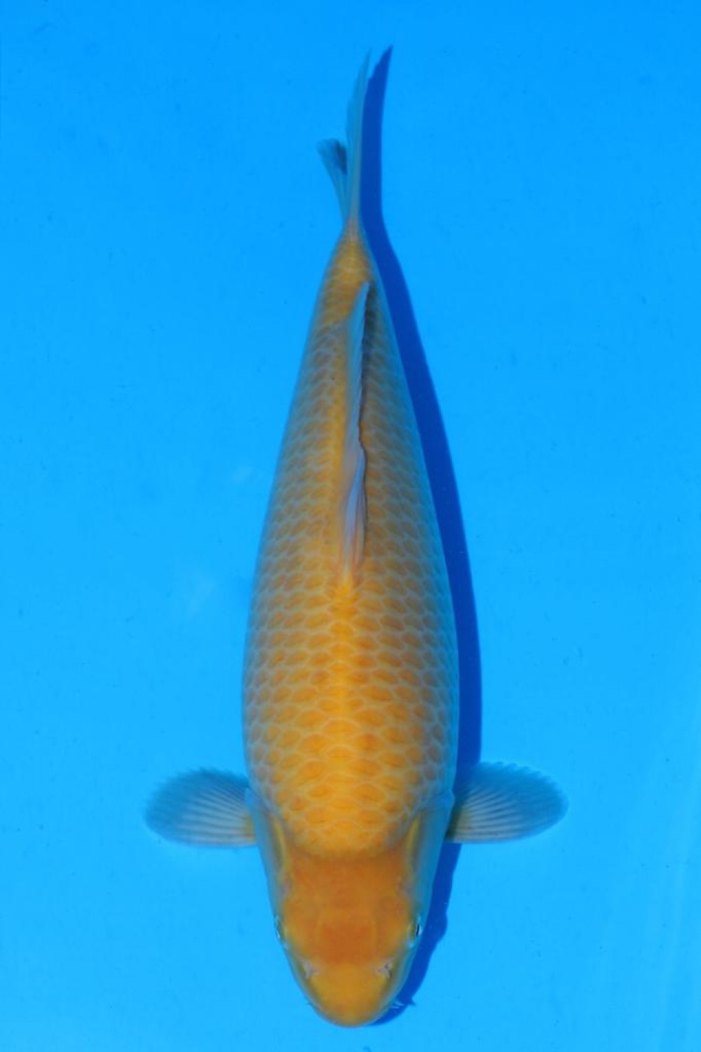 Juara 1