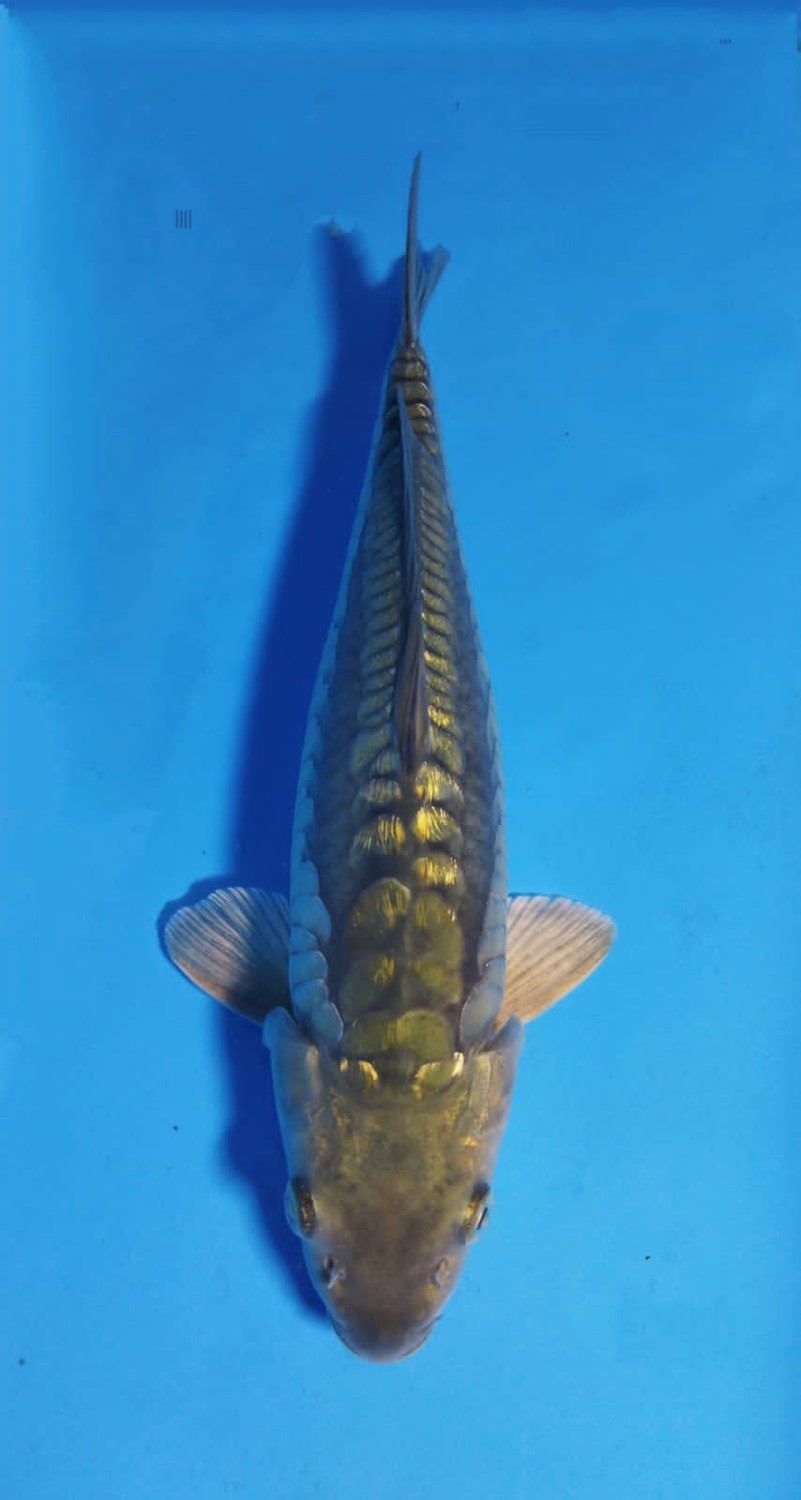 Juara 2