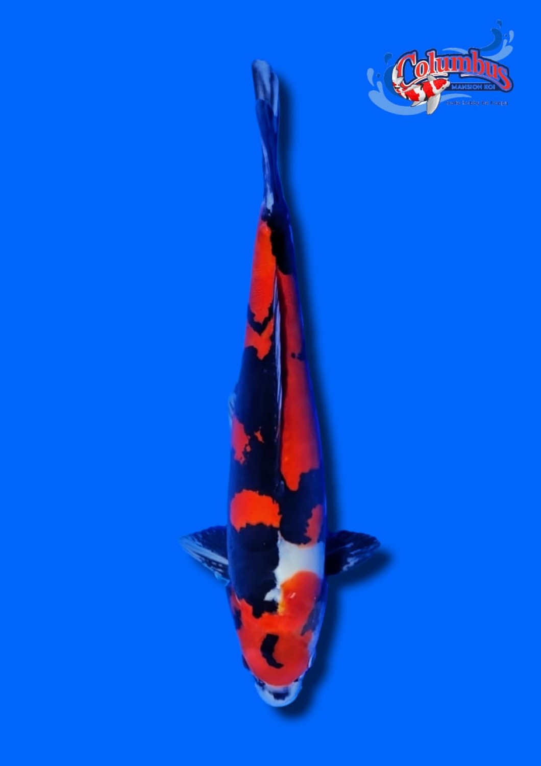 Juara 5