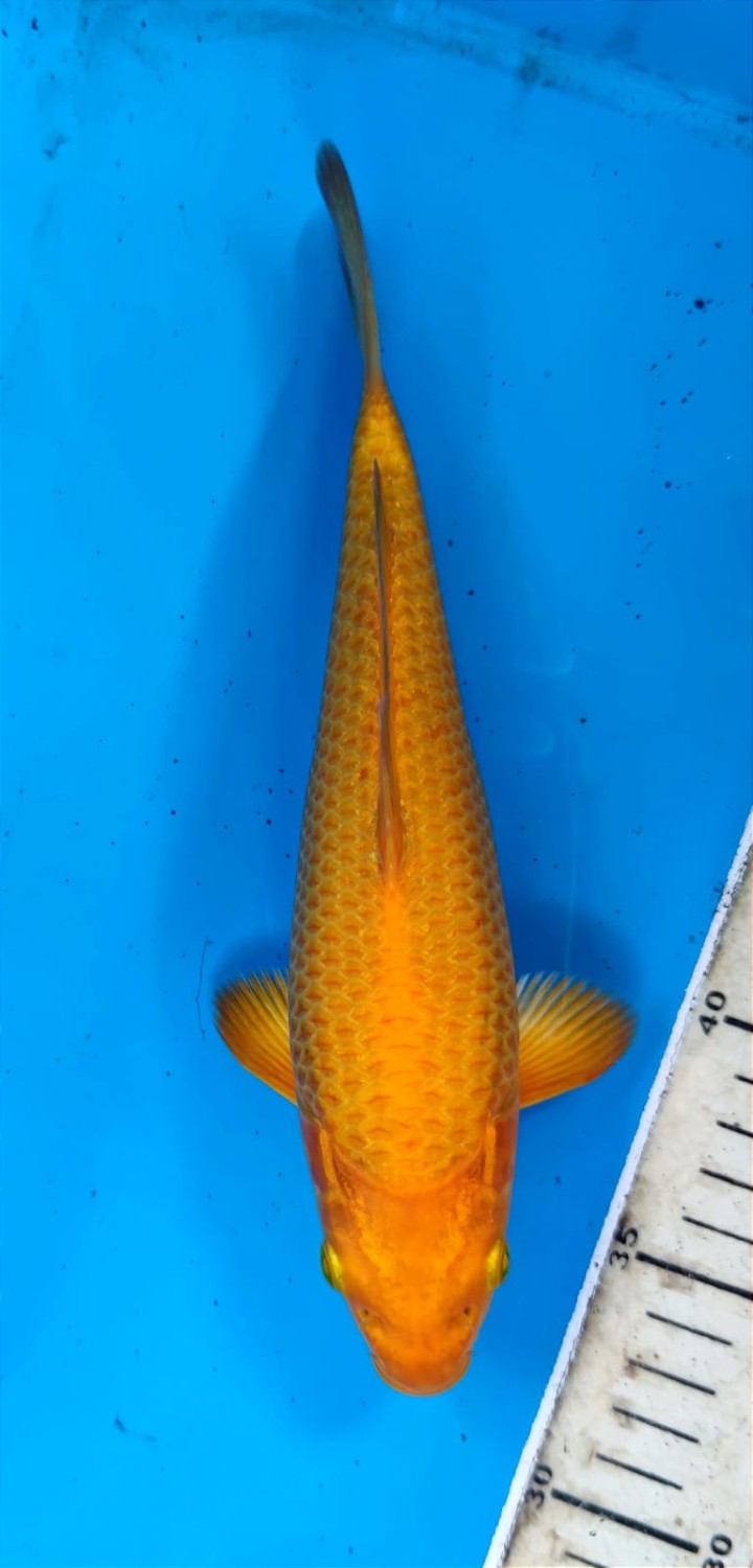 Juara 1