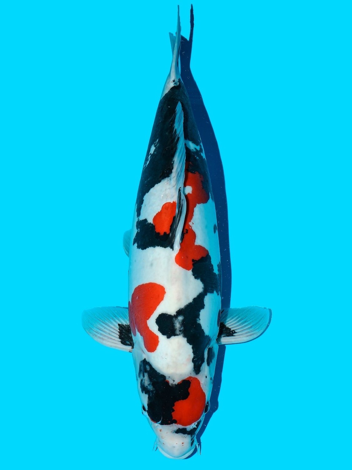 Juara 2