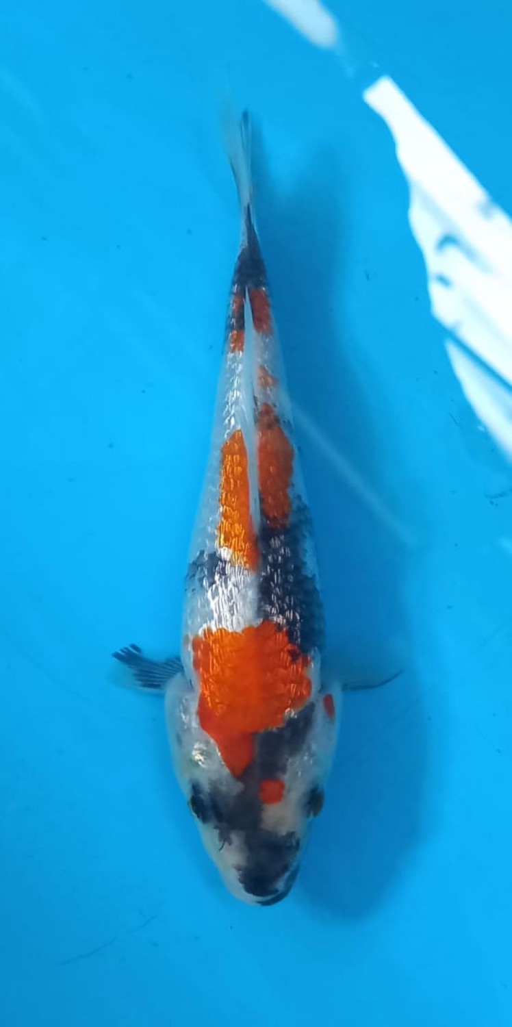 Juara 2