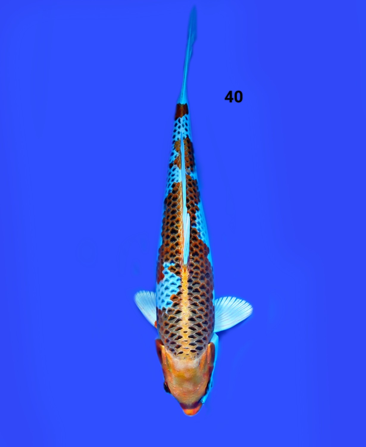 Juara 1