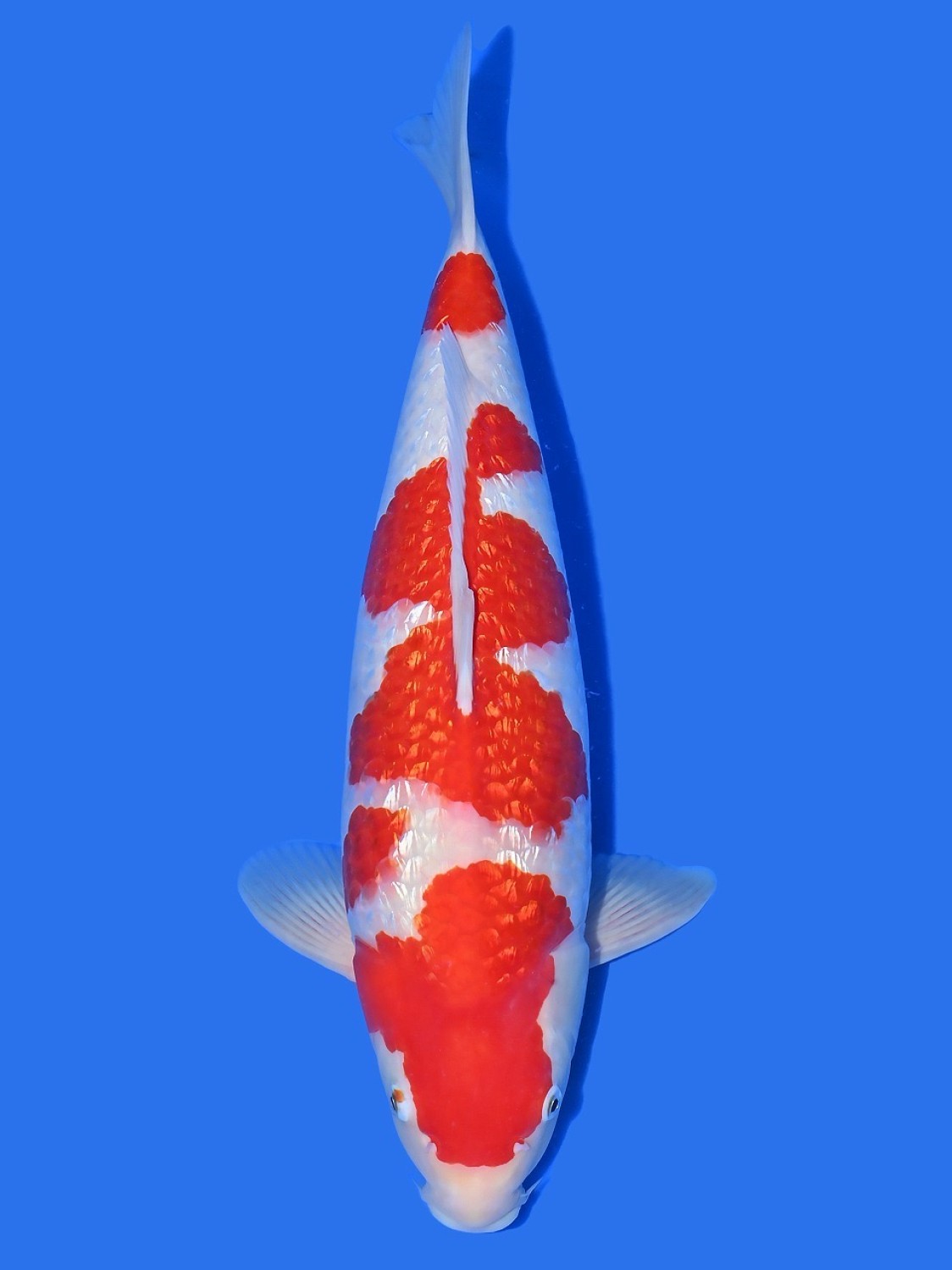 Juara 3