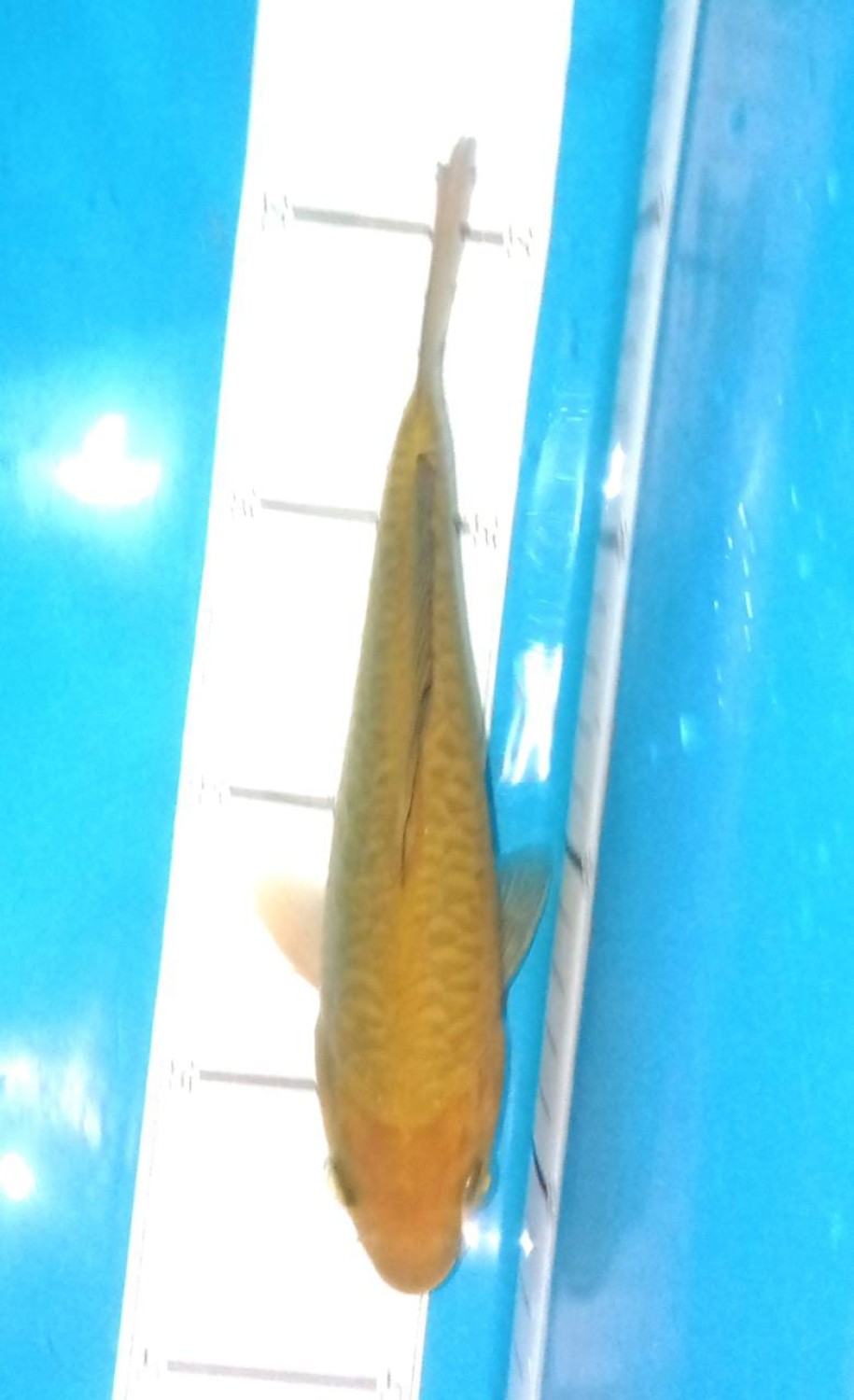 Juara 1