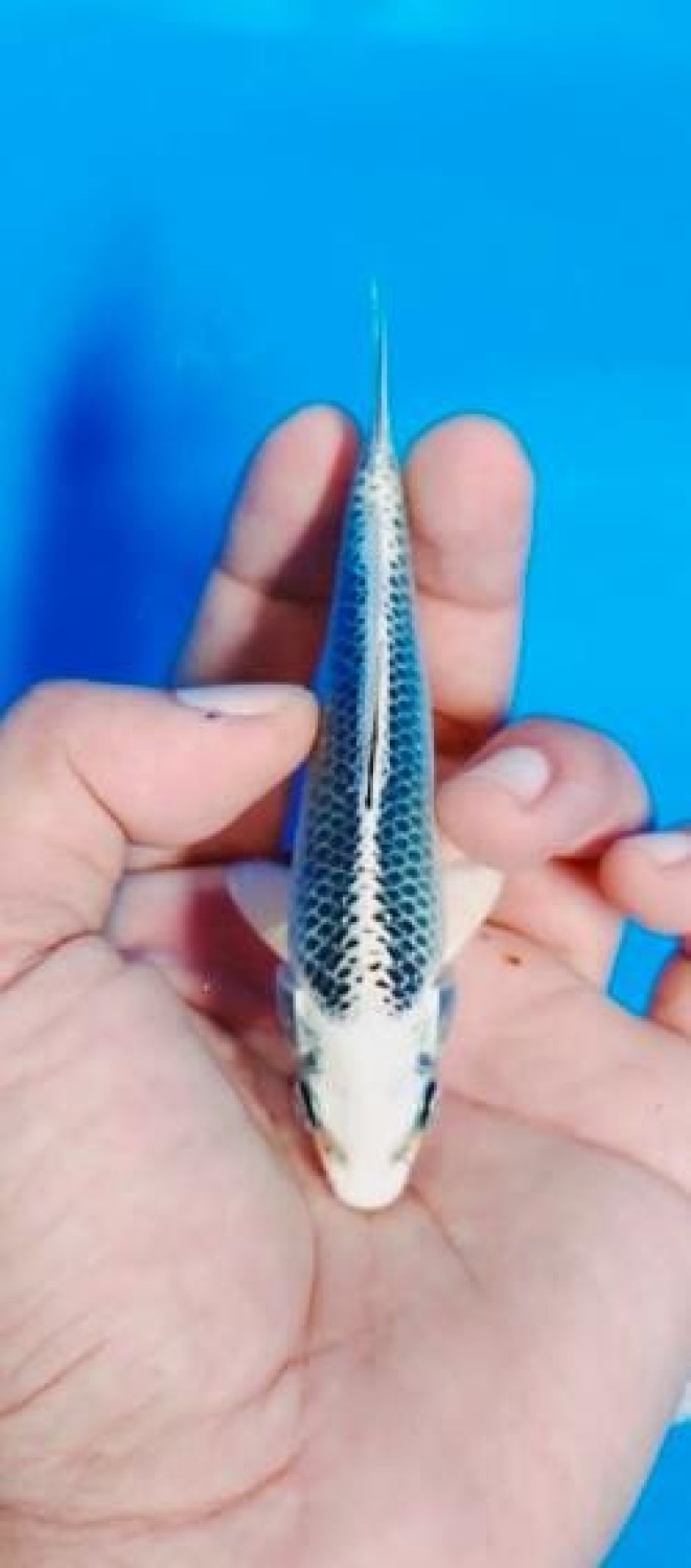 Best In Size E Up To 12 Cm