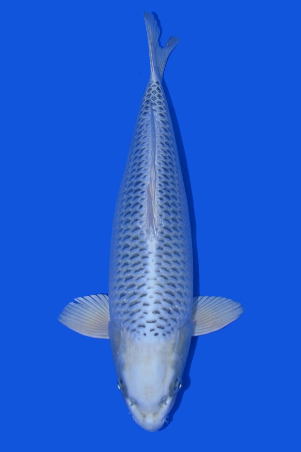 Juara 4