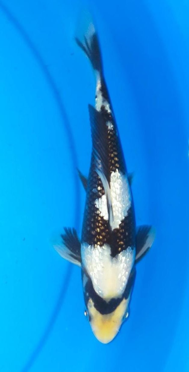 Juara 3