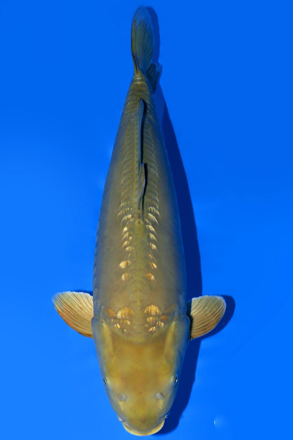 Juara 5
