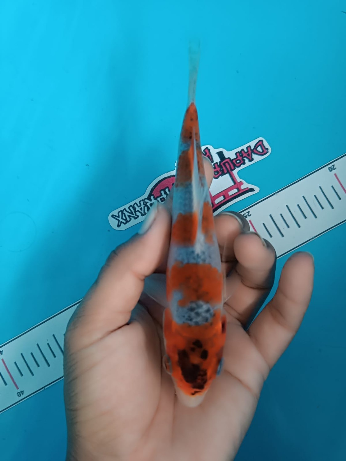 Juara 2