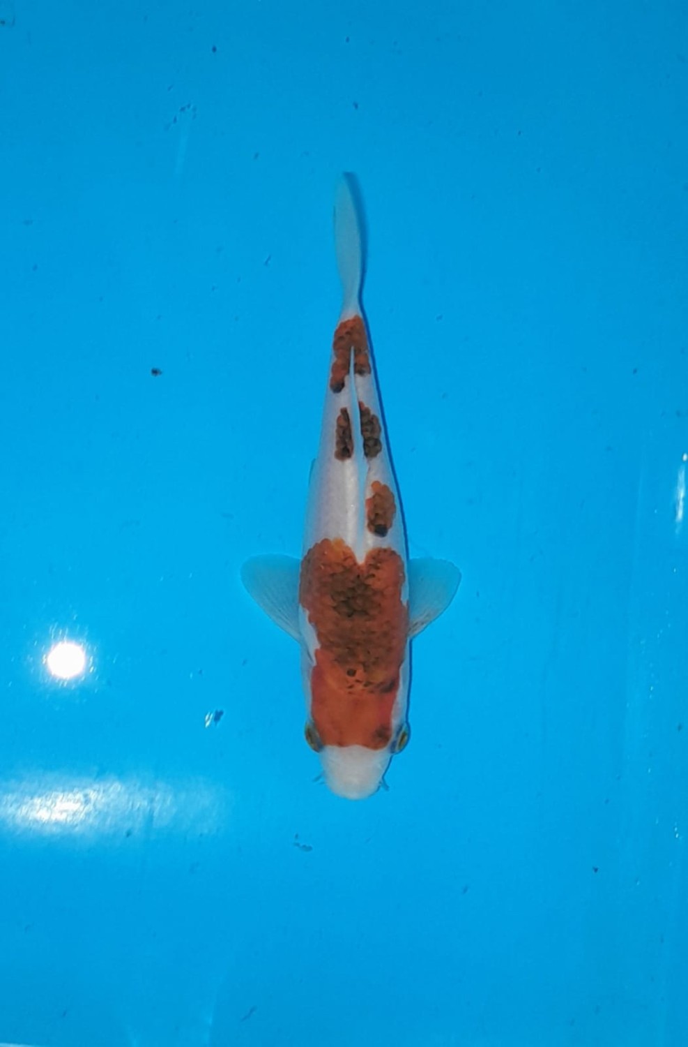 Juara 5