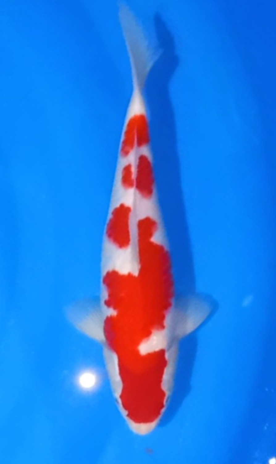 Juara 3