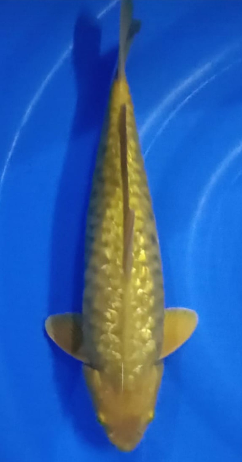 Juara 1