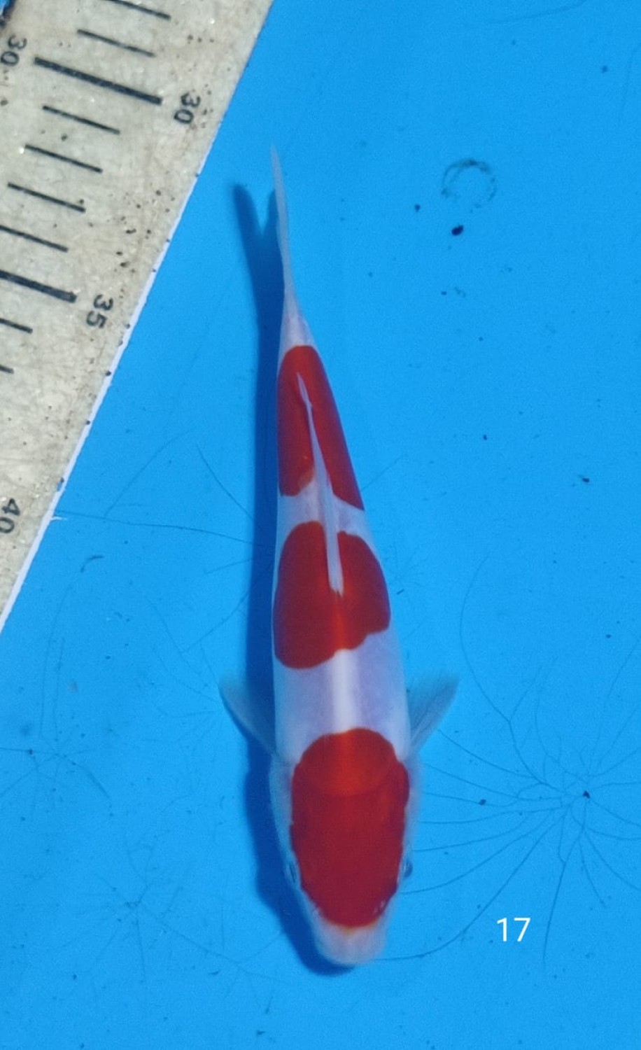 Juara 1
