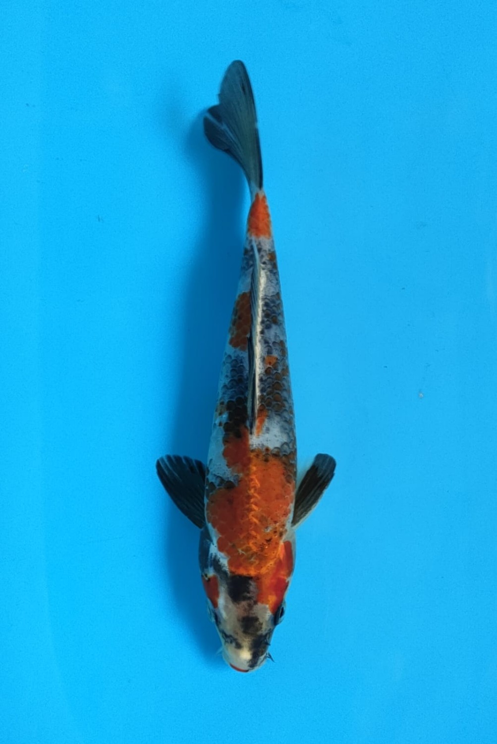 Juara 3