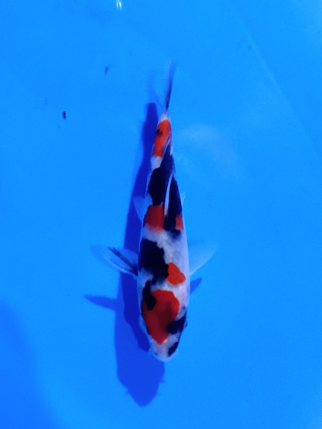 Best In Size A  Up To 12 Cm
