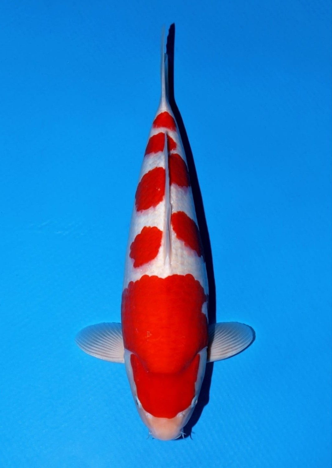 Juara 1