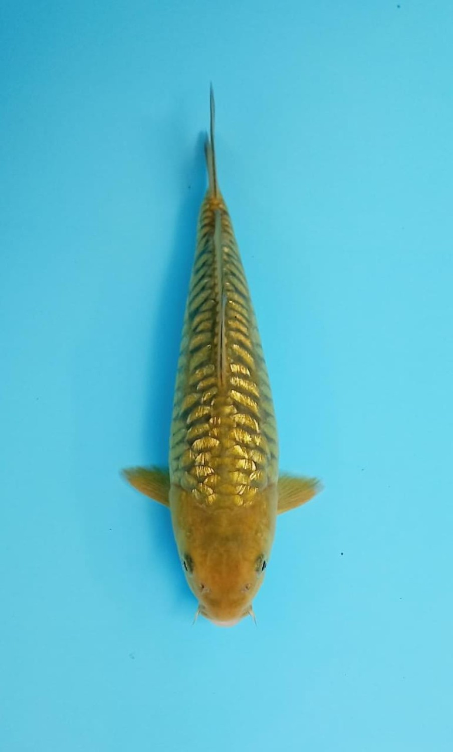 Best In Size F 25 - 27 cm
