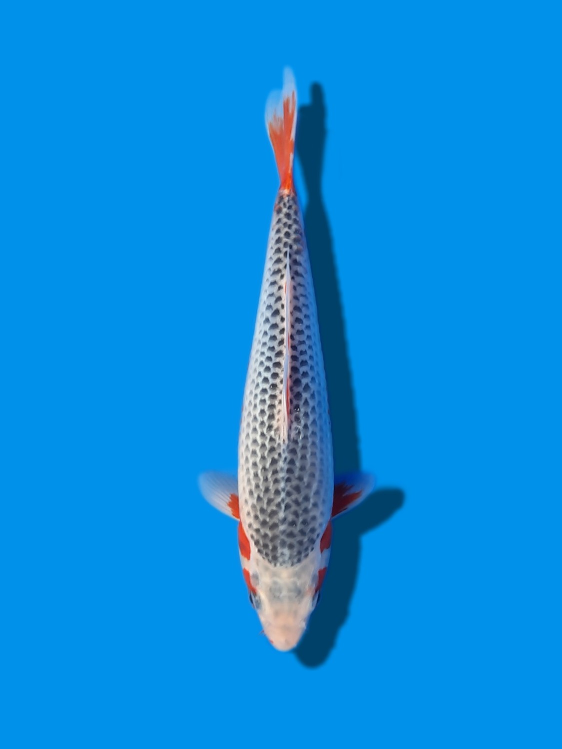 Juara 1